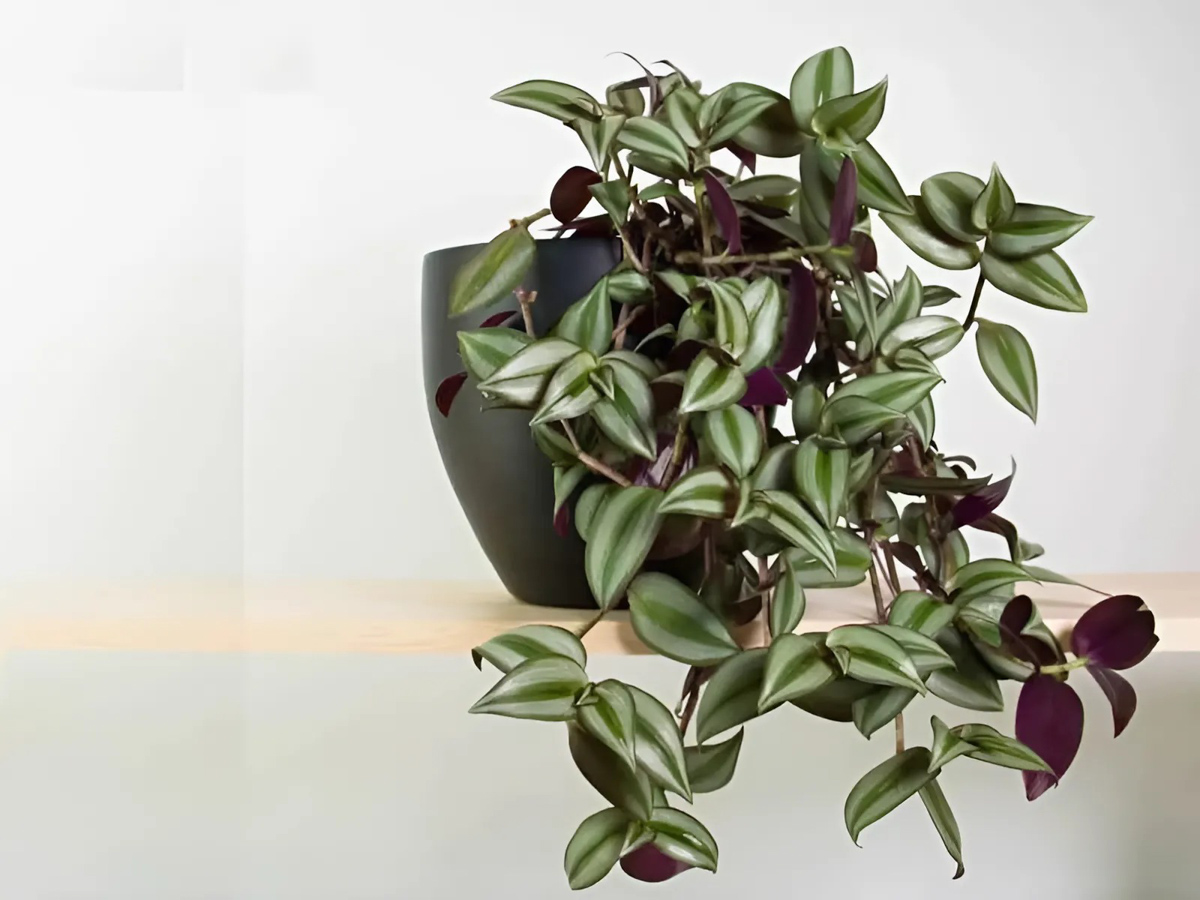 Cây để bàn làm việc hợp mệnh Mộc