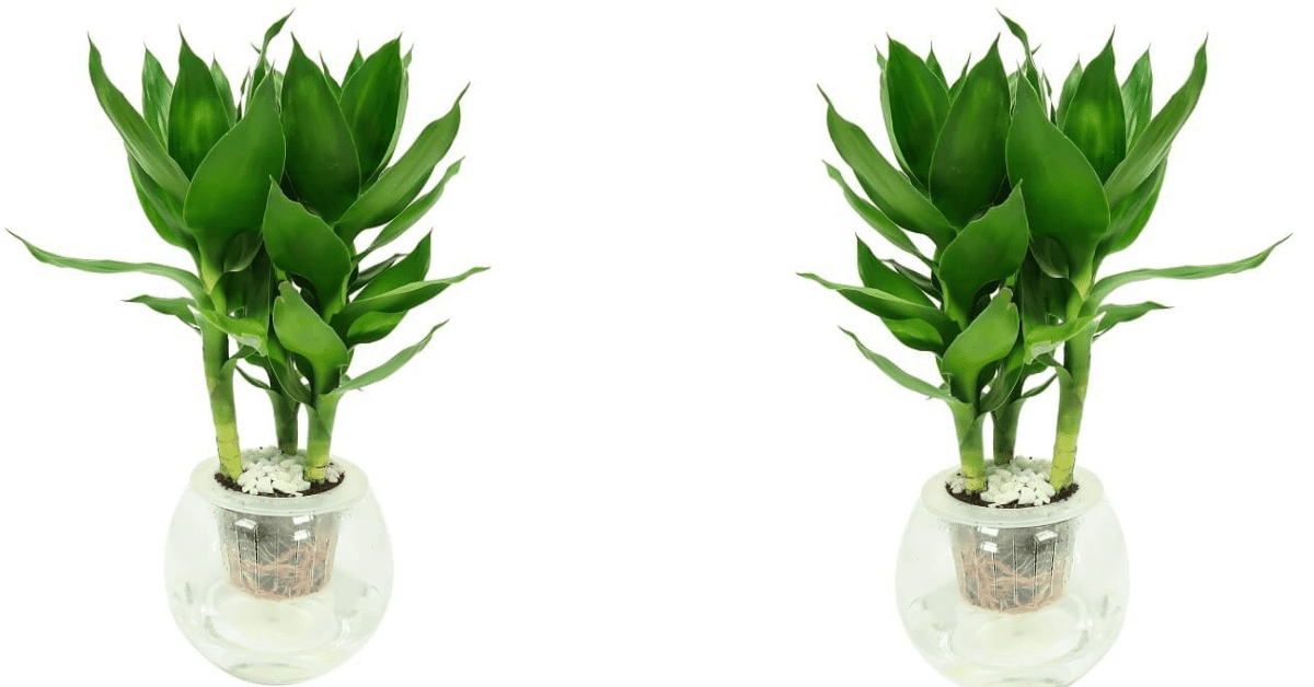 Cây để bàn làm việc hợp mệnh Mộc