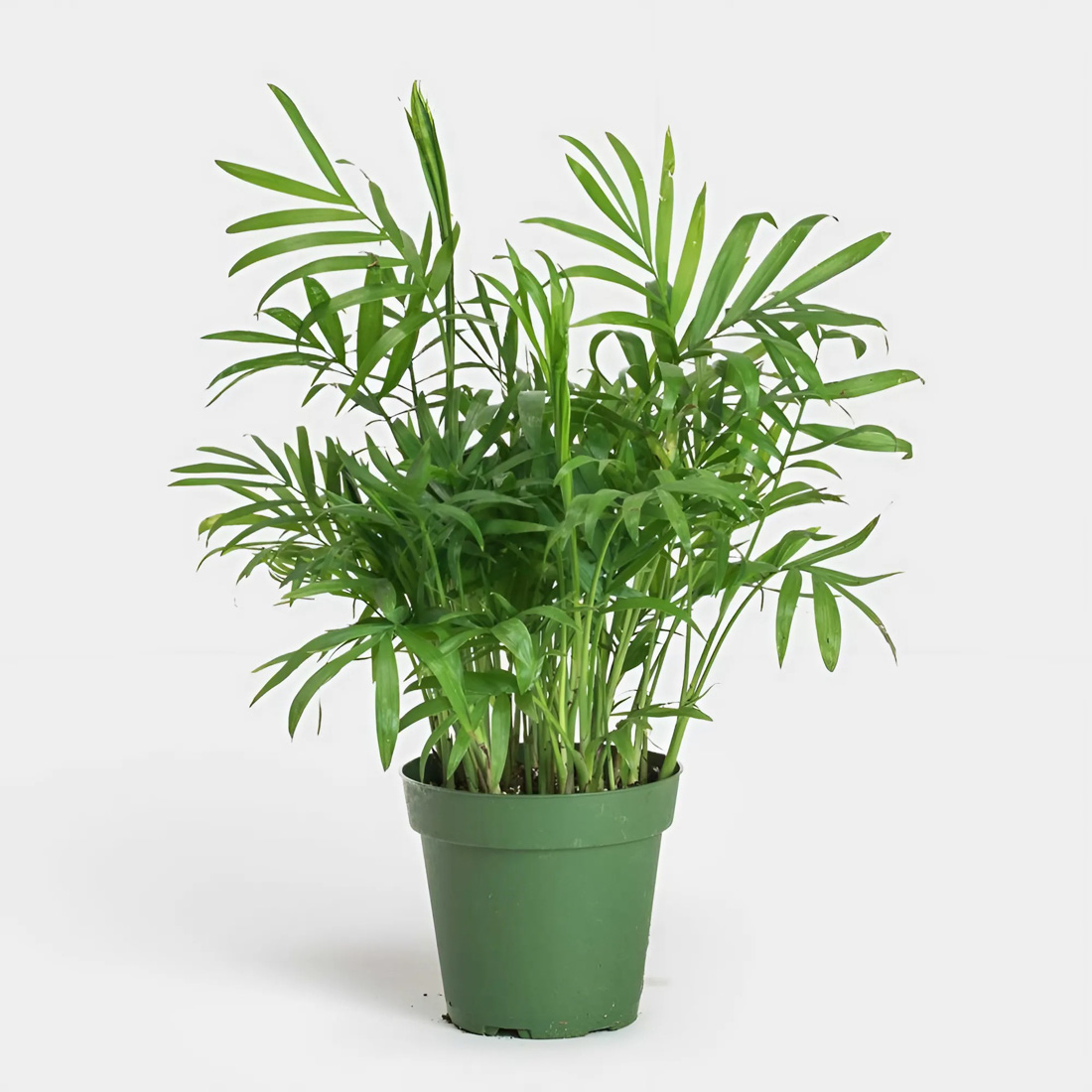 Cây để bàn làm việc hợp mệnh Mộc