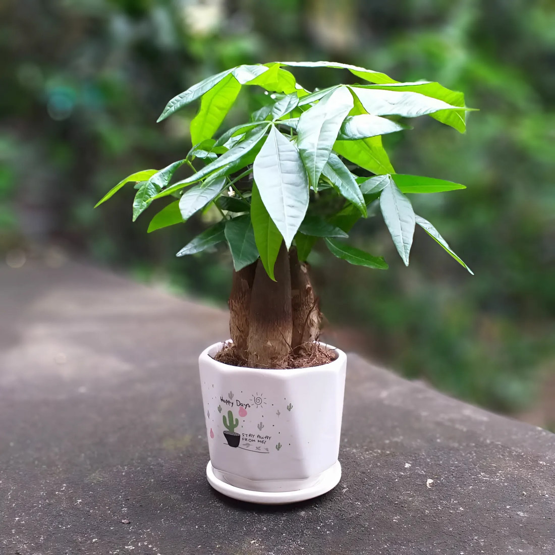 Cây để bàn làm việc hợp mệnh Mộc