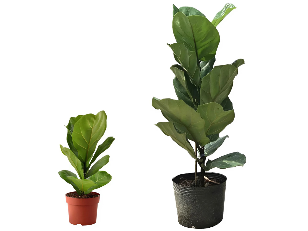 Cây để bàn làm việc hợp mệnh Mộc