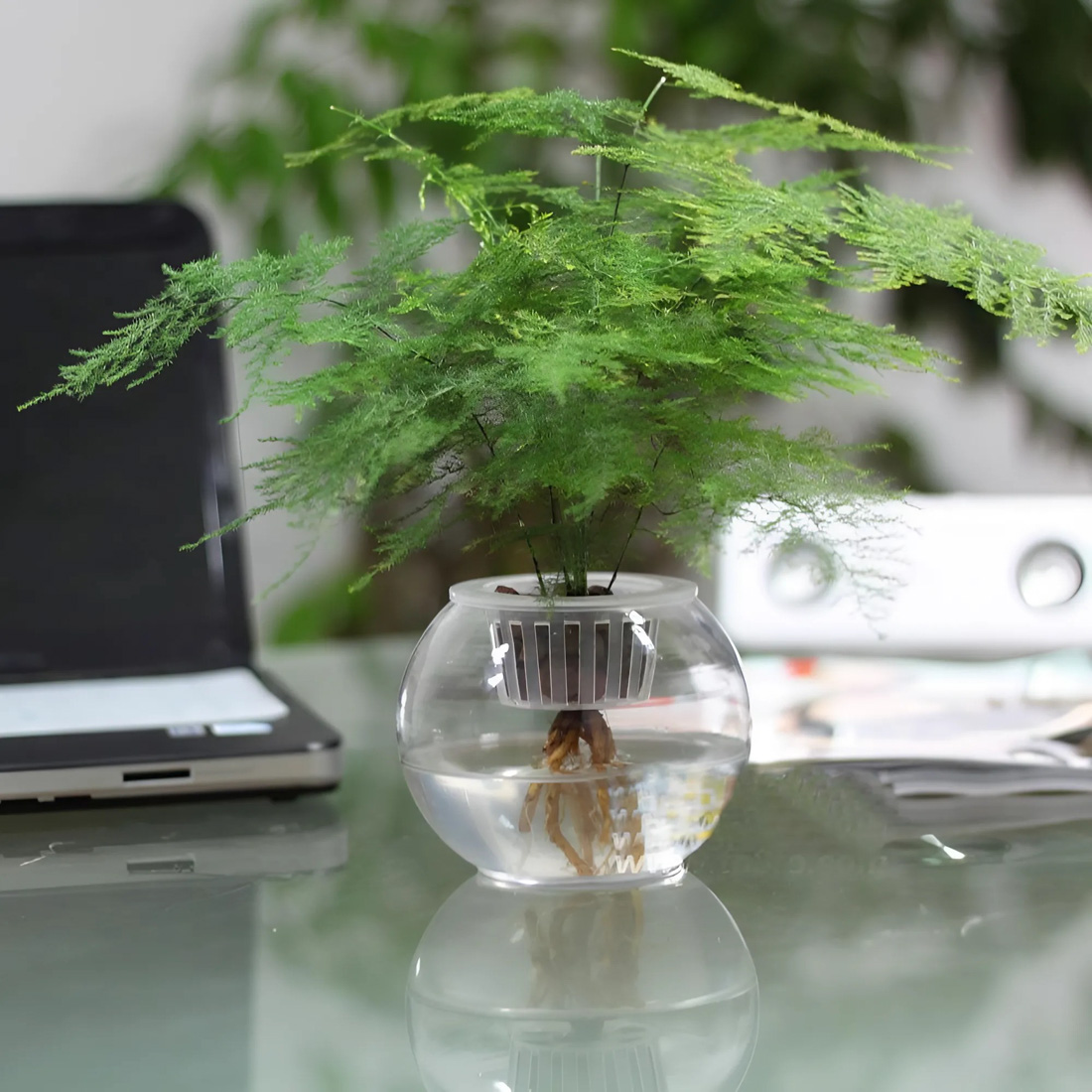 Cây để bàn làm việc hợp mệnh Mộc