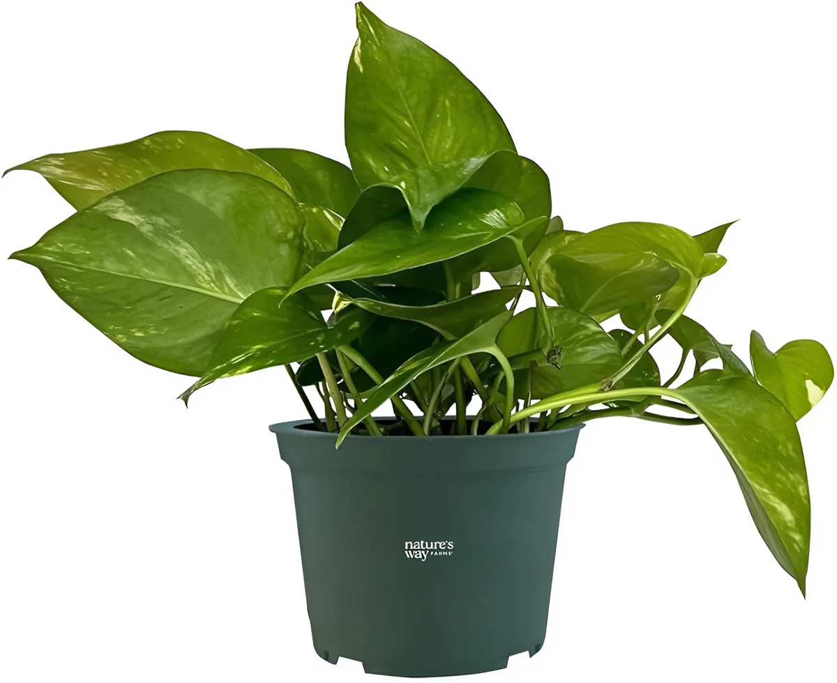 Cây để bàn làm việc hợp mệnh Mộc