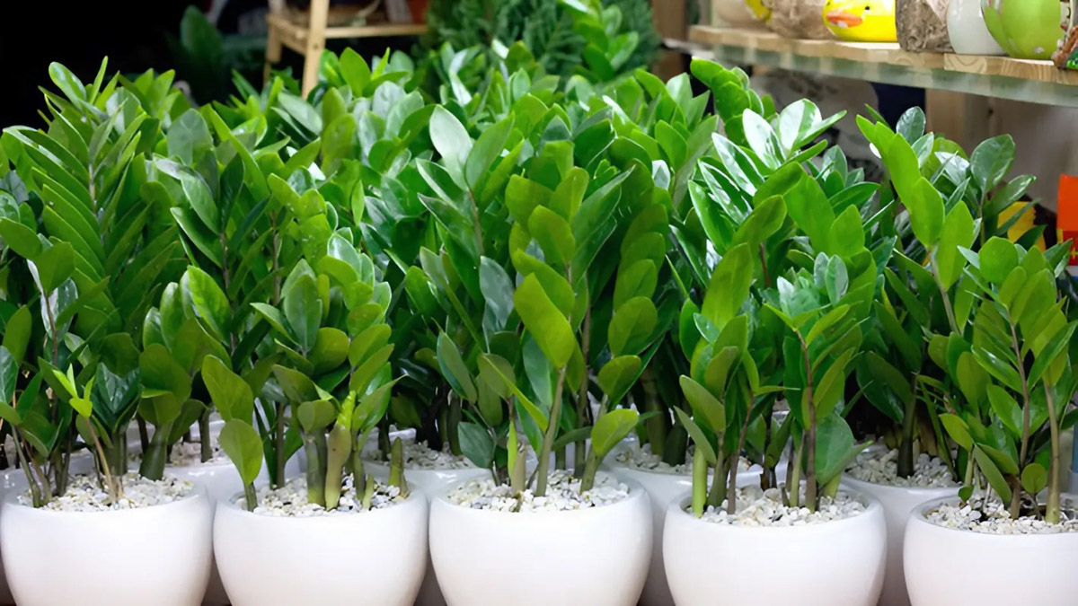Cây để bàn làm việc hợp mệnh Mộc