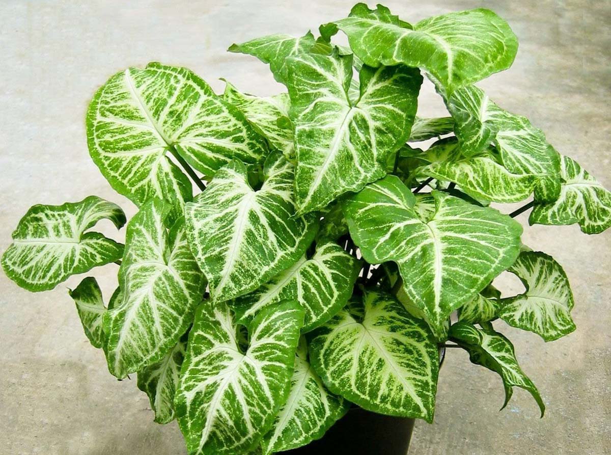 Cây xanh văn phòng